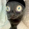 ВселеннаR котиков 25