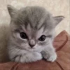 Котики (@i_Love_Akame) 17