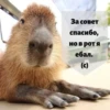 ВселеннаR котиков 26