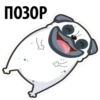 White Pug 20