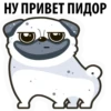 White Pug 21