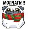 White Pug 22