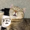 выпYкиваем котов 16