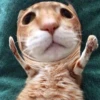 выпYкиваем котов 17