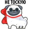 White Pug 24
