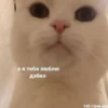 ВселеннаR котиков 28
