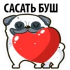 White Pug 26