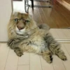 выпYкиваем котов 18