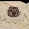 выпYкиваем котов 20