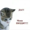 ВселеннаR котиков 29