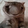 выпYкиваем котов 21