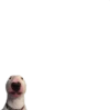 CHIQUITOS 26