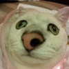 выпYкиваем котов 23