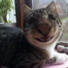 выпYкиваем котов 24
