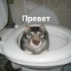 выпYкиваем котов 25