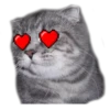 surprised cat 6