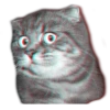 surprised cat 7