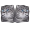 surprised cat 9