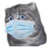 surprised cat 10