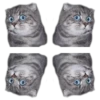 surprised cat 11