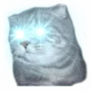 surprised cat 12