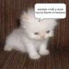 ᘛ⁠⁐̤⁠ᕐ⁠ᐷ more stickers → 24