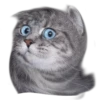 surprised cat 13