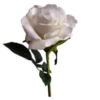 aesthetic pack 25