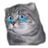 surprised cat 16