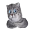 surprised cat 17