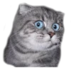 surprised cat 18