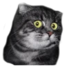 surprised cat 19