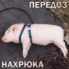 ЛиберастнR ( ) 5