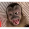 monkeys 5
