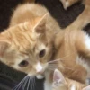 Kittyset 5