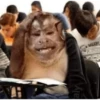aly VATE