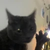 Kittyset 6