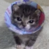 Kittyset 7