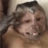 monkeys 7