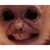 monkeys 8
