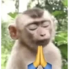 monkeys 9