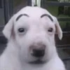 Perritos Moods 6