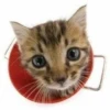 Kittyset 8