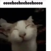eeeeheeheeheeheeee