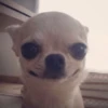 Perritos Moods 7