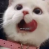 Kittyset 9