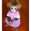 monkeys 10