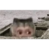 monkeys 11