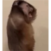 monkeys 12