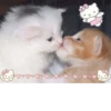 Soft (⑅•ᴗ•⑅) ..°♡ :: 16